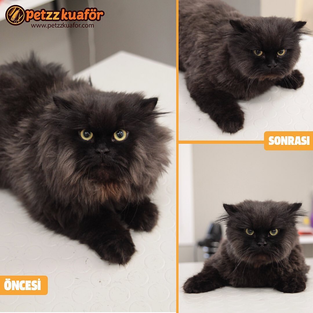 kedi kuaförü rötuş fiyatları