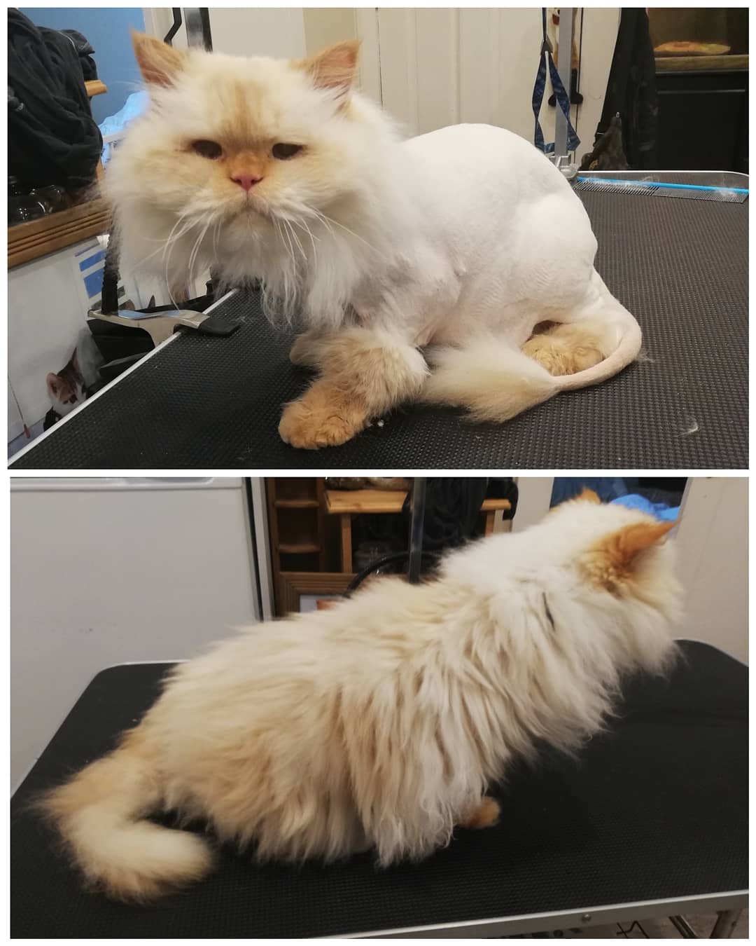 kedi kuaförü rötuş
