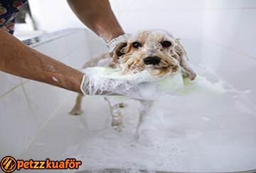 Köpek Banyosu