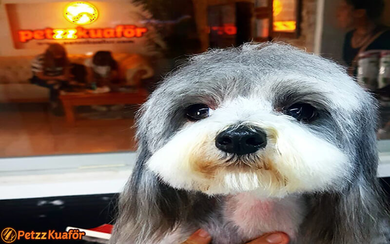 köpek rötuş