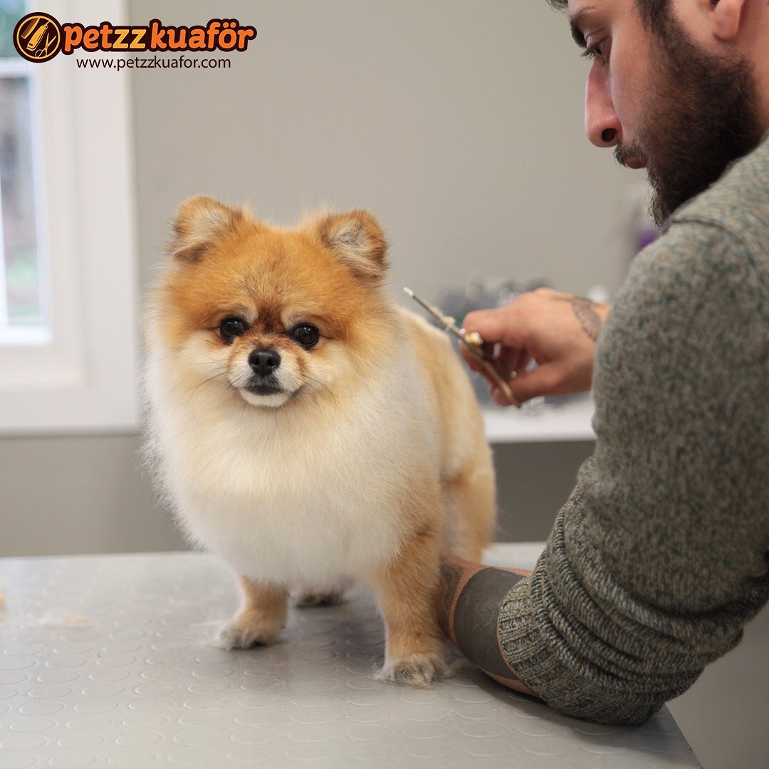 köpek makas traş