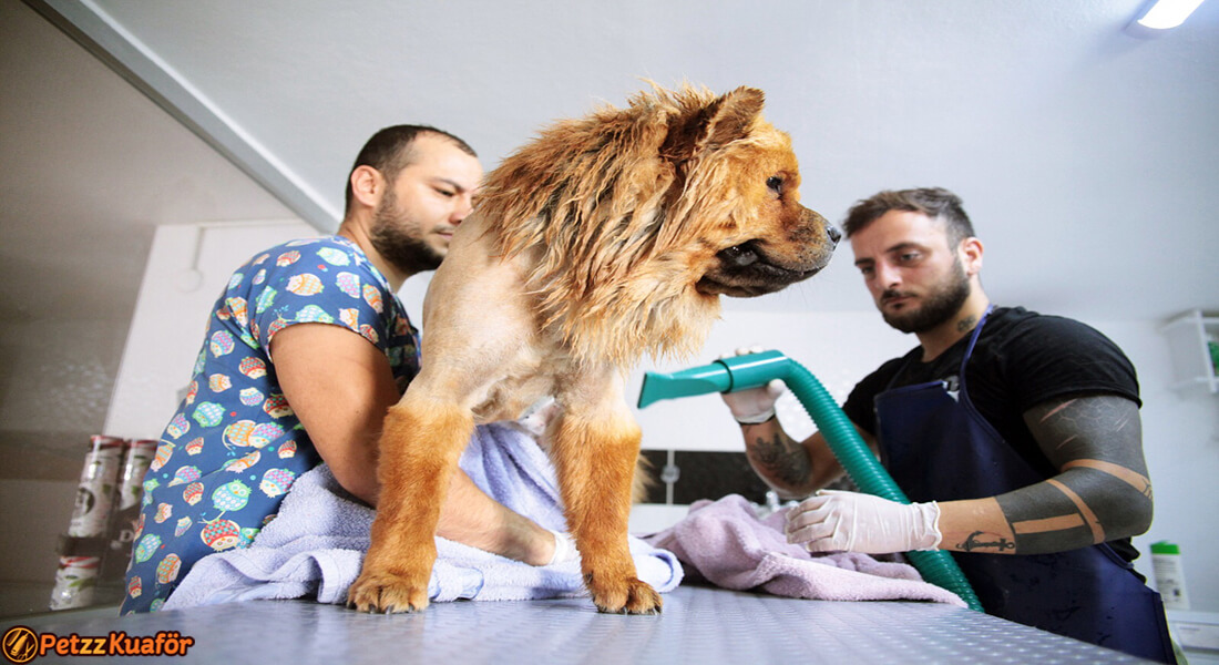 köpek traşı