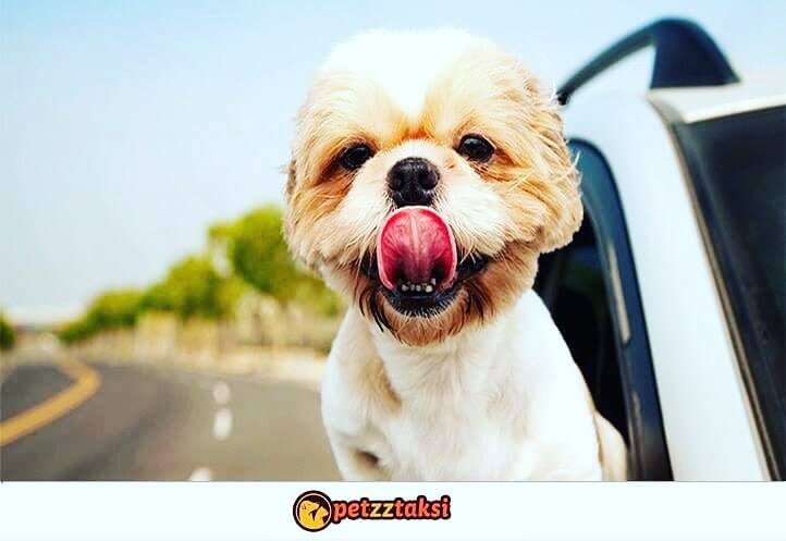 istanbul pet taksi